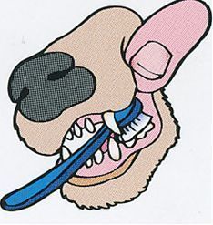 instructies tandenpoetsen afb 5